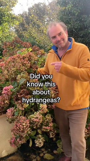 How to propagate hydrangeas. How to take cuttings from dried hydrangea flowers. It’s very easy to grow hydrangeas.(Please note, hydrangeas are not edible plants) | Simon Akeroyd Garden Writer