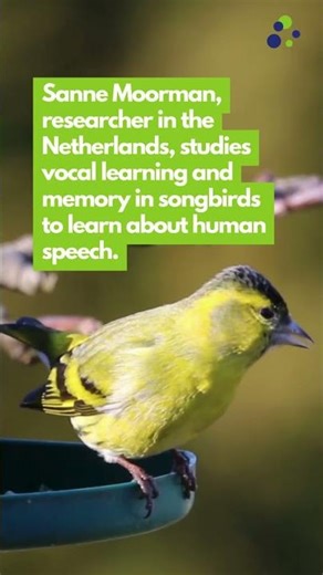Songbirds & human speech