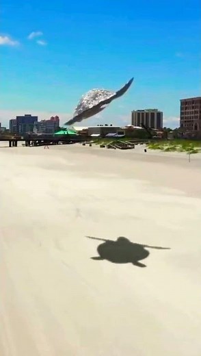 flying turtle meme full video HD