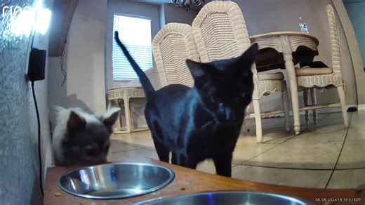 Not my fixed dog humping my fixed male cat while he’s trying to eat🙃😵‍💫#chiuhuahuasoftiktok #dogsoftiktok