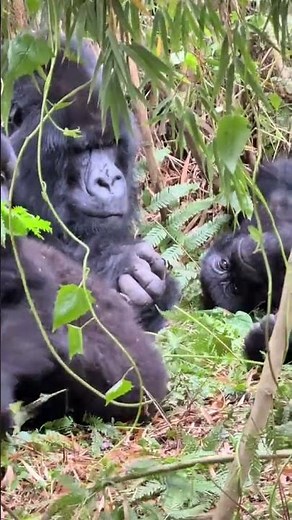 Gorilla family play together 🦍 #wildlife #animals #gorilla #nature