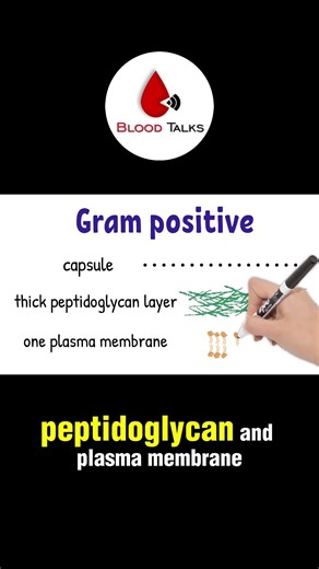 🦠 Gram-Positive Bacteria Explained | Blood Talks