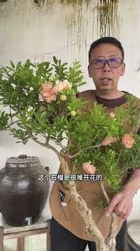 石榴盆景修剪要点#盆景制作 #盆景艺术 Pruning Tips for Pomegranate Bonsai # Bonsai Making # Bonsai Art