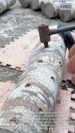 Drilling Wood for Mushroom Growing Fast #video #viral #creative #technology #machine