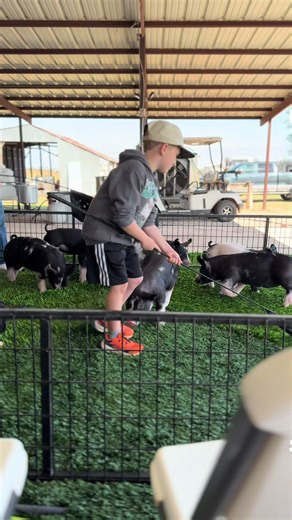 Baby Pig Wrangling: Jude's Barn Job!