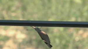 Victorinox Taschenmesser Evolution 18 (15 Funktionen, Ergonomisch, Feststellklinge) gelb/schwarz