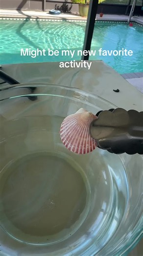 So cute 🫶🏻 #fypシ #shellcleaning #muriaticacid | cleaning