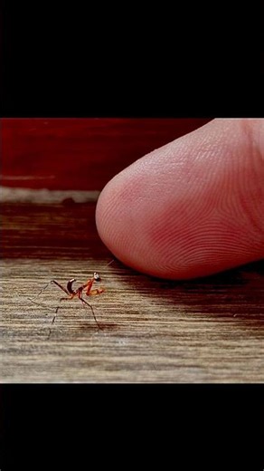 World's Smallest Mantis? 🤔 micro Alien? Cute!🥰😅 #animallife #insects #wildlife #animal