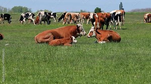 Free Range Cattle Farming. Herd of Free Range Dairy Cows Grazing. Cow, Bull and Calf Resting in the Meadow. Cows Grazing on a Green Pasture.