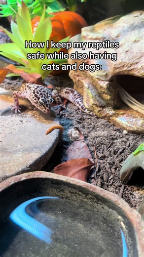 Tips for Keeping Reptiles Safe with Pets