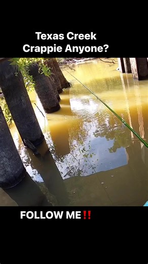 Texas creek crappie anyone? #crappiefishing #crappie #crappiemaniacs #kayak #kayakfishing #kayakcrappiefishing #crappiecrazy #903fishing #texasfishing #blackcrappie #crappielife #crappiefishin #crappiefishingfools #youtuber #blackcrappie #whitecrappie #fishing #fishinglife #fishingaddict #fishingdaily #crappiecrazy #fishingislife #fishingtime #fishing #inandoutpowersports Piscifun ACC Crappie Stix | 903 Fishing