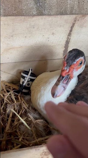 YIKES!😩Angry Duck Bit Me👉🙀🦆When I Took Cappucino Assassino #duck #shorts #cute