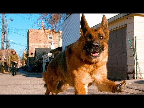 German Shepherd Dog Running In 4K Slow Motion ( Alsatian Shepherd Dog )