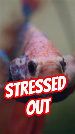 This Stress Sign in Betta Fish Is Common😱
