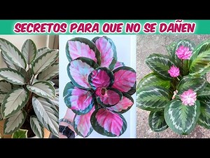 How to care for Calatheas step by step 🌿 (without the leaves drying out)