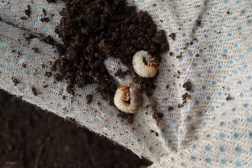 European chafer beetle - Invasive Species Council of British Columbia