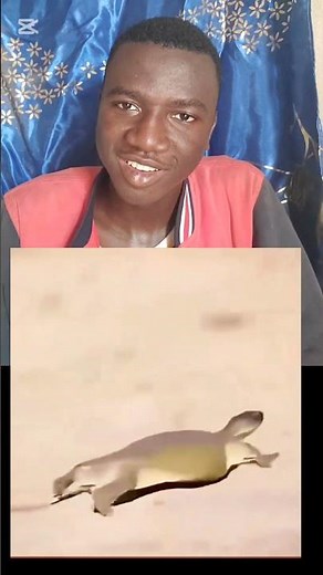 have you ever seen a turtle without shell before 😔 #viral #turtlelover #turtle