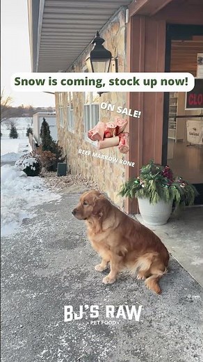Why Beef Marrow Bones are Good for Dogs!🦴