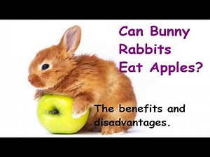CAN RABBITS EAT APPLES? - Cutest Bunnies Video