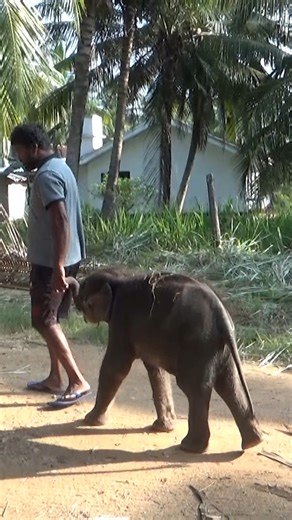 Adorable and full of joy! 💕 Watch this lovely baby elephant enjoying its playful moments in the wild. Their innocence and gentle nature melt hearts instantly! 🌿🐾 Let’s celebrate the beauty of wildlife and spread love for these little giants. 💚 #BabyElephant #LovelyElephant #CuteAnimals #WildlifeReels #ElephantLove #AnimalLovers #WildlifeSriLanka #NatureBeauty #BabyElephantsOfSriLanka #AdorableWildlife #NatureLovers #ElephantFans #WildlifeVideos | APN Elephant Care & Wellness