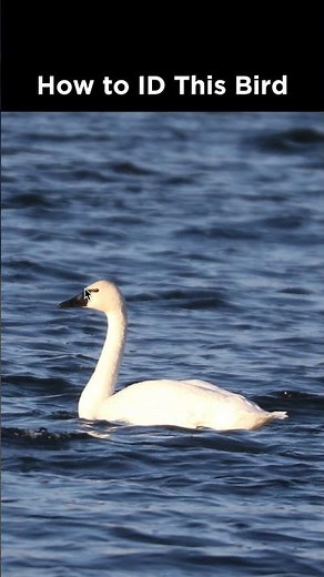 Can you identify this swan?