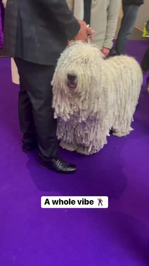 Incredible. #westminsterdogshow | FOX Sports