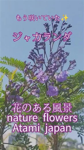 ジャカランダ咲いてました✨ 熱海 花のある風景 #shorts #熱海 #nature #flowers #garden #花のある風景 #庭の花 #花風景 #ジャカランダ #jakaranda