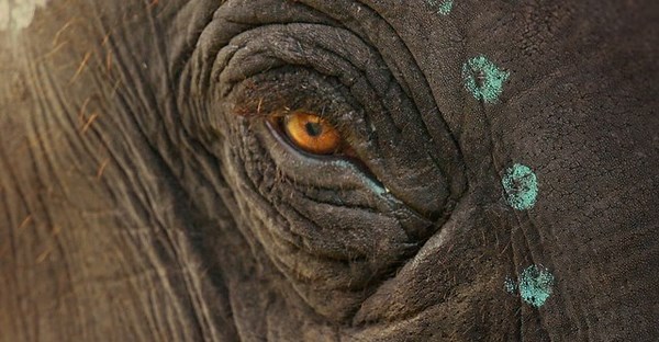 The Elephant Whisperers streaming: watch online