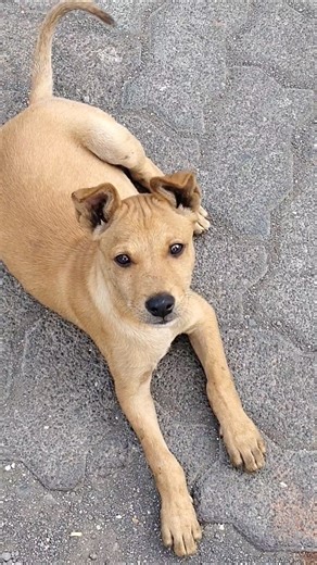 Kisko Fekraila Hai Beh 😂 #mawalibhai #comedy #shortvideos #s #shortsfeed #funny #fm93.5#youtube