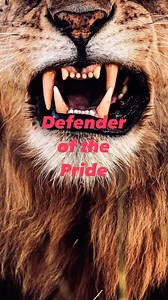 Defender of the Pride - Give All Attitude A lioness will go to great lengths to defend her cubs, often putting herself in considerable danger, but whether she will give her life depends on the specific circumstances and the nature of the threat. Lionesses are known for their strong maternal instincts and protective behaviors, and they will fiercely defend their cubs from potential threats such as other predators, rival lions, and environmental dangers. Here are some factors that influence her de