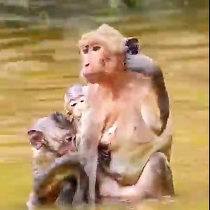 God help...The small baby monkey shocking look drown during mother take him to swim | Monkey BiBi
