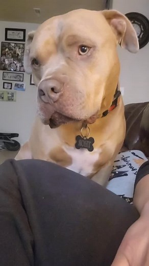 pit bulls really are buff ass toddlers.... the biggest babies. wouldn't have it any other way 😍 #pitbullsofinstagram #biggestbaby #dogs #funnypets | Thor the Red Nose Pittie