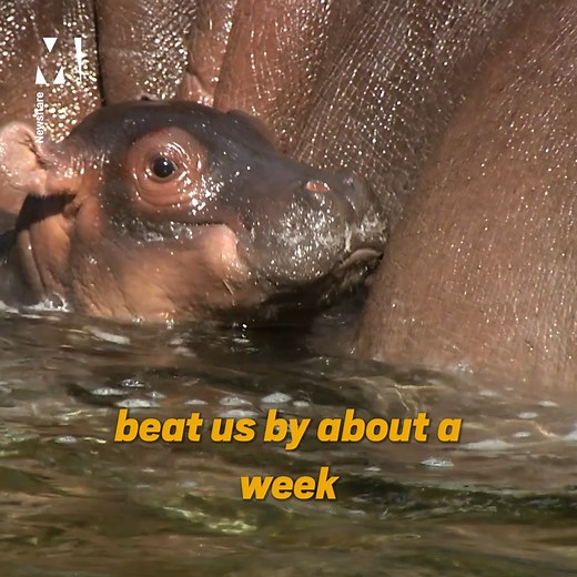 158K views · 11K reactions | After an 8-month gestation period, zookeepers are excited to witness the birth of a new male calf hippo from mother Funani 鍊 | Metro | Facebook