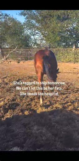 87K views · 1.2K reactions | She keeps trying to walk and keeps...