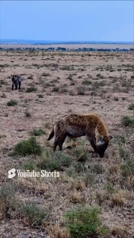 Predator finishes snack after intense Mara hunt