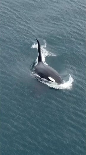 Orca Chasing and Catching Salmon