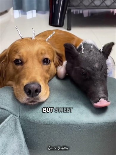 The Sweetest Birthday Apology For His Best Friend! 🐶🐷 #Shorts #BestFriends #Cute