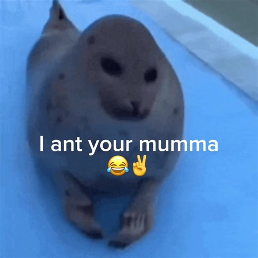 Understanding Harp Seals: Myths and Facts