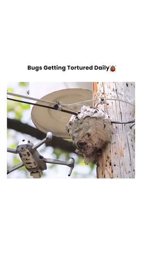 Bugs Getting Tortured 🪲 | When the Bee Hive Meets the Future of Pest Control 🐝🚁✂️ They thought their hive was safe high up... until a flying machine with spinning... | Instagram
