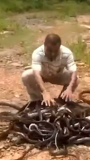 79K views · 4.9K reactions | Guess how many!!! | Dingo | Facebook