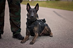Dutch Shepherd: Police Pooch or Friendly-Family Companion?