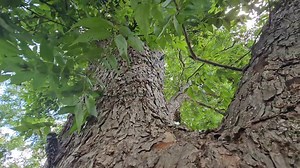 2.6K views · 192 reactions | Raised.......and released! | Skywatch Bird Rescue | Facebook