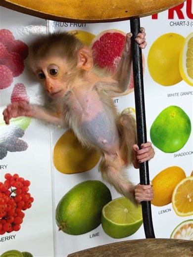 Adorable Baby Monkeys at Playtime 🥰