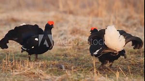 Two black grouse (Lyrurus tetrix) in fight
