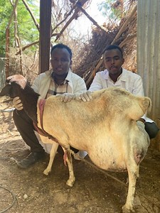 3.4K views · 39 reactions | We treated this goat -Contagious caprine pleuropneumonia (CCPP) | Veterinary-somalia | Facebook