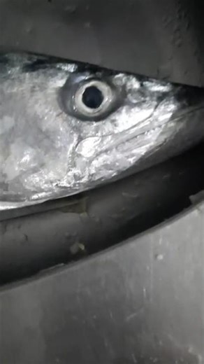 Assustador! O peixe não deu chance e engoliu o outro!#curiosidades #shorts #shark #pescariabrasil