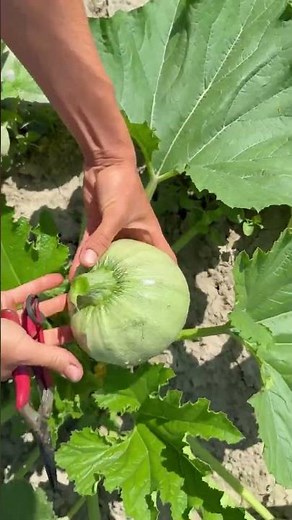 How to Harvest Round Zucchini (Eight Ball Squash) From the Garden 🎃🌱