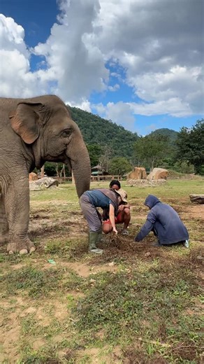 During flood season, the rising waters bring many kinds of weeds into the elephant pastures. One of the most common is Myra, also known as sleeping grass. While it may look harmless, once mature, this weed grows very sharp thorns—which can be dangerous, especially for baby elephants with soft, delicate feet. Today, as the elephants enjoyed their freedom in the open fields, the mahouts worked hard to pull out and dig up the Myra grass. While the team cleared the weeds, many elephants grazed nearb