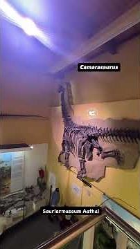Inside Sauriermuseum Aathal: A Dinosaur Lover’s Dream Room