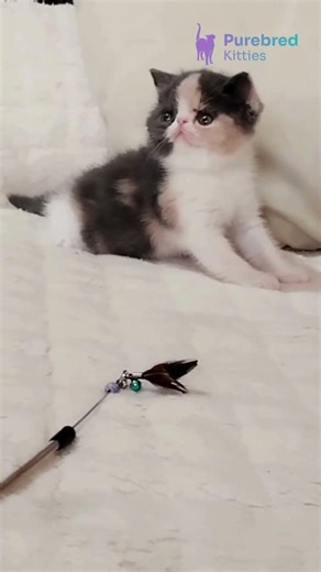 Meet Tessa: Exotic Shorthair Girl | Blue-Cream Tortoise with White 🐾 #ExoticShorthair #KittenLove